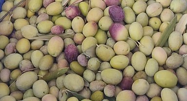 Salihli'de üreticiler zeytin sineğine karşı son kez uyarıldı