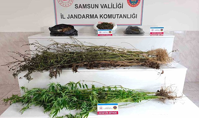 Samsun'da jandarma 2 kilo 355 gram esrar ele geçirdi: 2 gözaltı