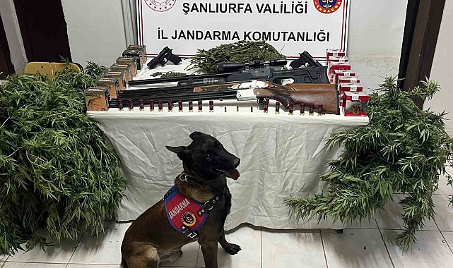 Şanlıurfa'da 1 kilo 508 gram kubar esrar ele geçirildi: 3 gözaltı