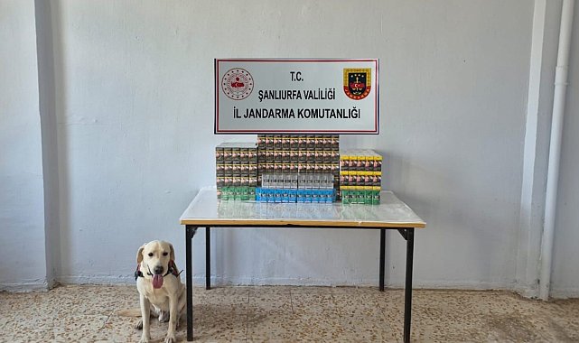 Şanlıurfa'da 7 bin 777 paket gümrük kaçağı sigara ele geçirildi