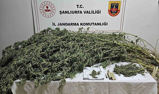Şanlıurfa'da esrar ve kenevir bitkisi ele geçirildi