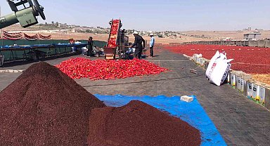 Şanlıurfa'da isotun 'acı' serüveni başladı