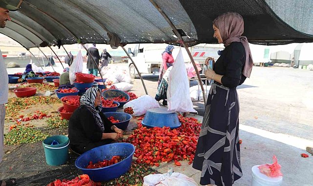 Şanlıurfa'da mevsimlik tarım işçilerine mobil sağlık hizmeti