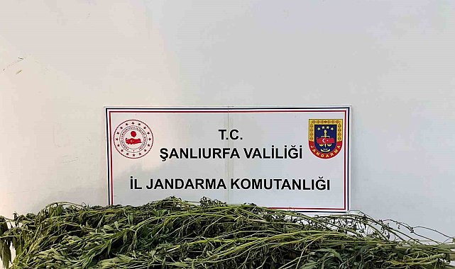 Şanlıurfa'da uyuşturucu operasyonu: 42 gözaltı