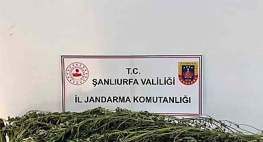 Şanlıurfa'da uyuşturucu operasyonu: 42 gözaltı