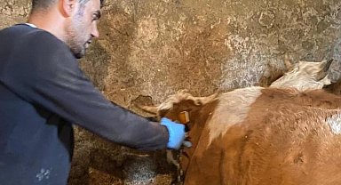Şap hastalığına karşı aşılama çalışmaları sürüyor