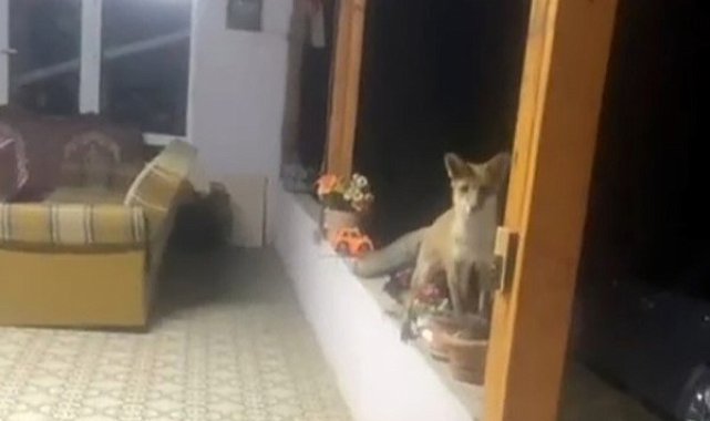 Saray'da tilki ile sohbet görenleri güldürdü