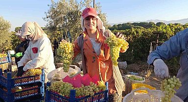 Sarıgöl'de hayat üzümle dönüyor