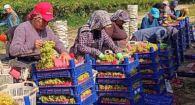 Sarıgöl'de üzüm hasadı aralıksız sürüyor