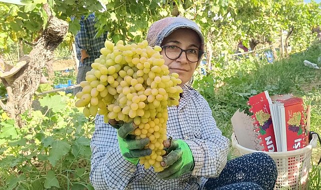 Sarıgöl'de yaş üzüm piyasası hareketlendi