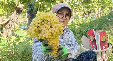 Sarıgöl'de yaş üzüm piyasası hareketlendi