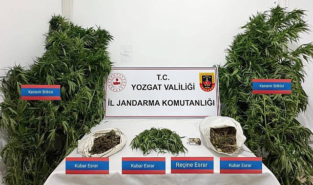 Sarıkaya'da 25 kök kenevir ele geçirildi