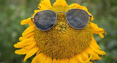 Sarının her tonu ile güneşi kıskandıran ayçiçeği tarlaları göz kamaştırıyor