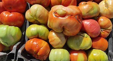 Sason'un yüksek yaylalarında organik domates üretimi