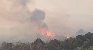 Sazlık alanda çıkan yangın ormana sıçradı