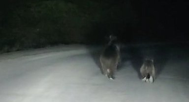 Seyir halindeki otomobilin önüne ayı çıktı