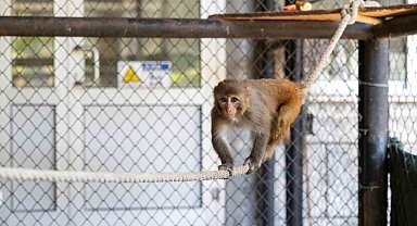 Şiddet mağduru maymun Mersin'de koruma altına alındı