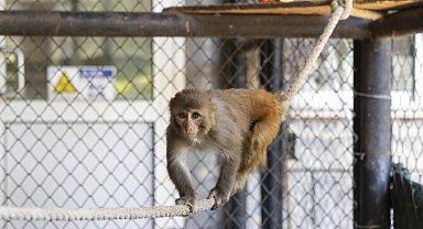 Şiddet mağduru maymun "Şeker" koruma altında