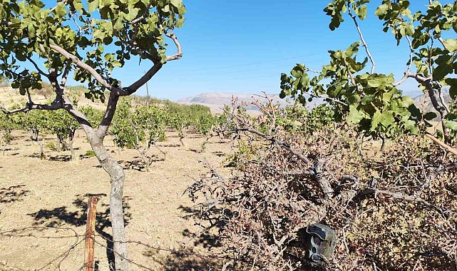 Siirt'te jandarma, fıstık hırsızlıklarına karşı denetimlerini artırdı