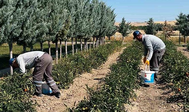 Sincan Belediyesi, organik sebze ve meyveleri ihtiyaç sahiplerine ulaştırıyor
