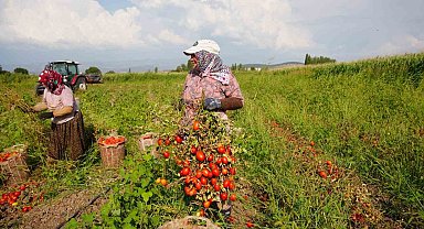 Sındırgı'da domates hasadı depreme rağmen devam ediyor