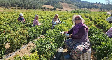 Sındırgı'da sarı altında hasat zamanı