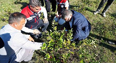 Sinop'ta aronya meyvesi hasadı yapıldı