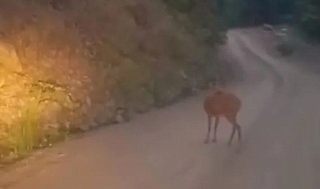 Sinop'ta yol ortasında dinlenen karaca kameraya yansıdı