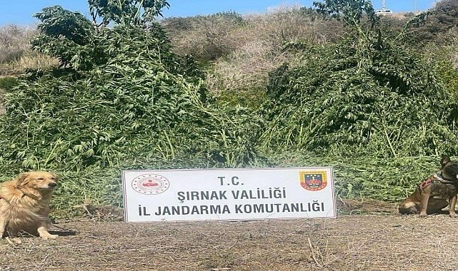 Şırnak'ta 11 milyon liralık kaçakçılık olayı önlendi