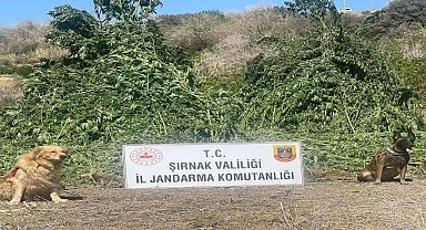 Şırnak'ta 11 milyon liralık kaçakçılık olayı önlendi