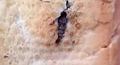 Şırnak'ta ekmeğin içinden böcek çıktı