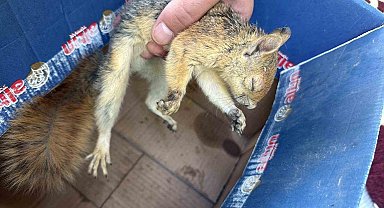 Şırnak'ta yaban hayvanları tedavi altına alındı
