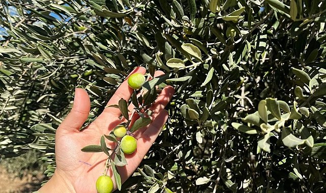 Şırnak'ta zeytin rekoltesi için ilk veriler toplandı