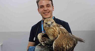 Sivas'ta kanadından vurulan kızıl şahin, tedavi altına alındı