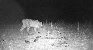 Sivas'taki vahşi yaşam görüntülendi