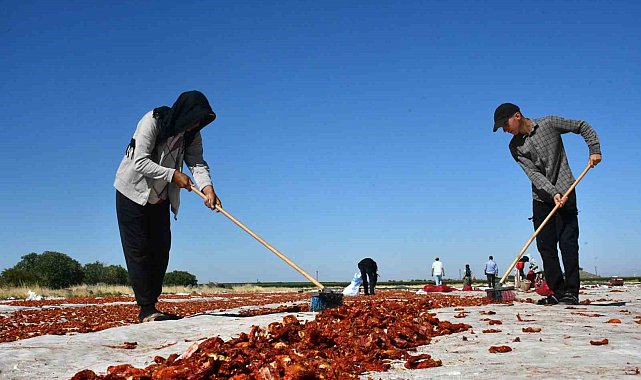 Siverek'te yetiştirilen kuru domatesler dünya sofralarına ulaşıyor