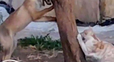Sokak kedisi ile tilkinin birlikte oyun oynadığını görenlerin yüzlerini güldürdü