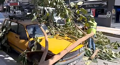 Söke'de ağaç dalı park halindeki aracın üzerine düştü