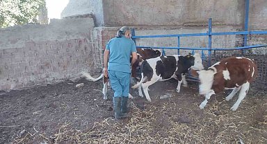 Söke'de hayvan sağlığı için aşılama çalışmaları devam ediyor