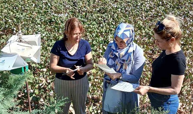 Söke'de pamukta pembekurt zararlısına karşı uyarı
