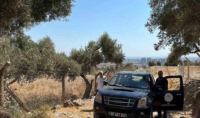 Söke'de zeytin rekolte tahmin çalışmaları başladı