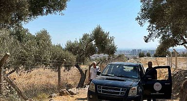 Söke'de zeytin rekolte tahmin çalışmaları başladı