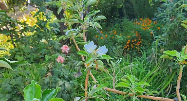 Sonbaharda bahar sürprizi: Elma ağacı çiçek açtı