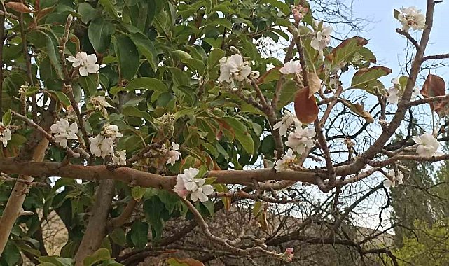 Sonbaharda çiçek açan ağaç görenleri hayrete düşürdü