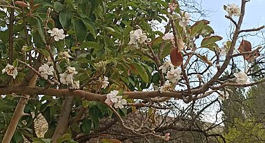 Sonbaharda çiçek açan ağaç görenleri hayrete düşürdü