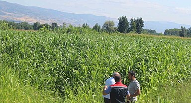 Sorgum sudan otu üretimi Tokat'ta yem bitkisi çeşitliliğini artırıyor