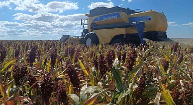 Sorgumla kuraklığa karşı Tekirdağ çiftçisinin umudu