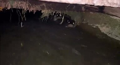 Su samurları sulama kanalında görüntülendi