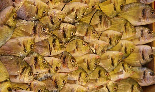 Su Ürünleri Derneği: En güvenilir protein kaynağı sularda