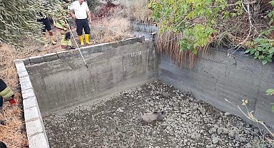 Sulama havuzuna düşen domuzu itfaiye kurtardı